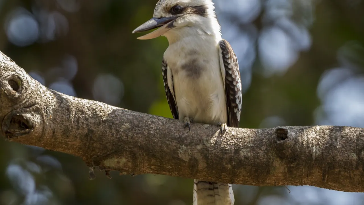 San Diego Zoo Ticket Category