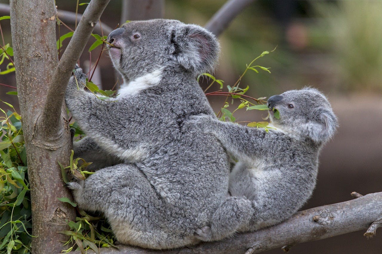 San Diego Zoo Ticket Ticket