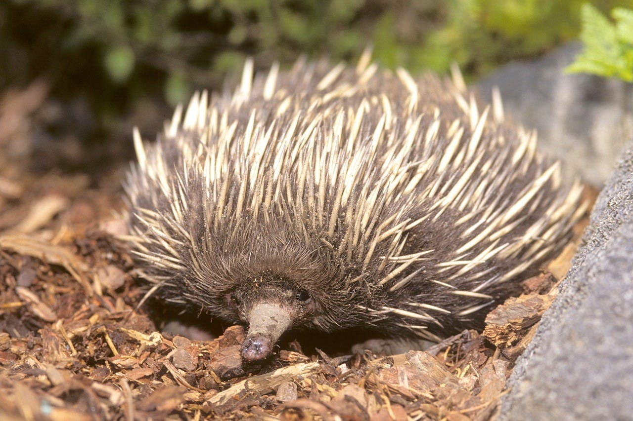 San Diego Zoo Ticket Discount