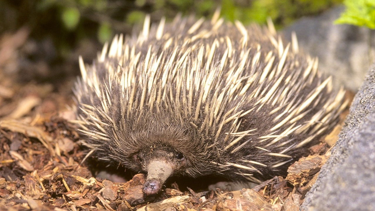 San Diego Zoo Ticket Discount