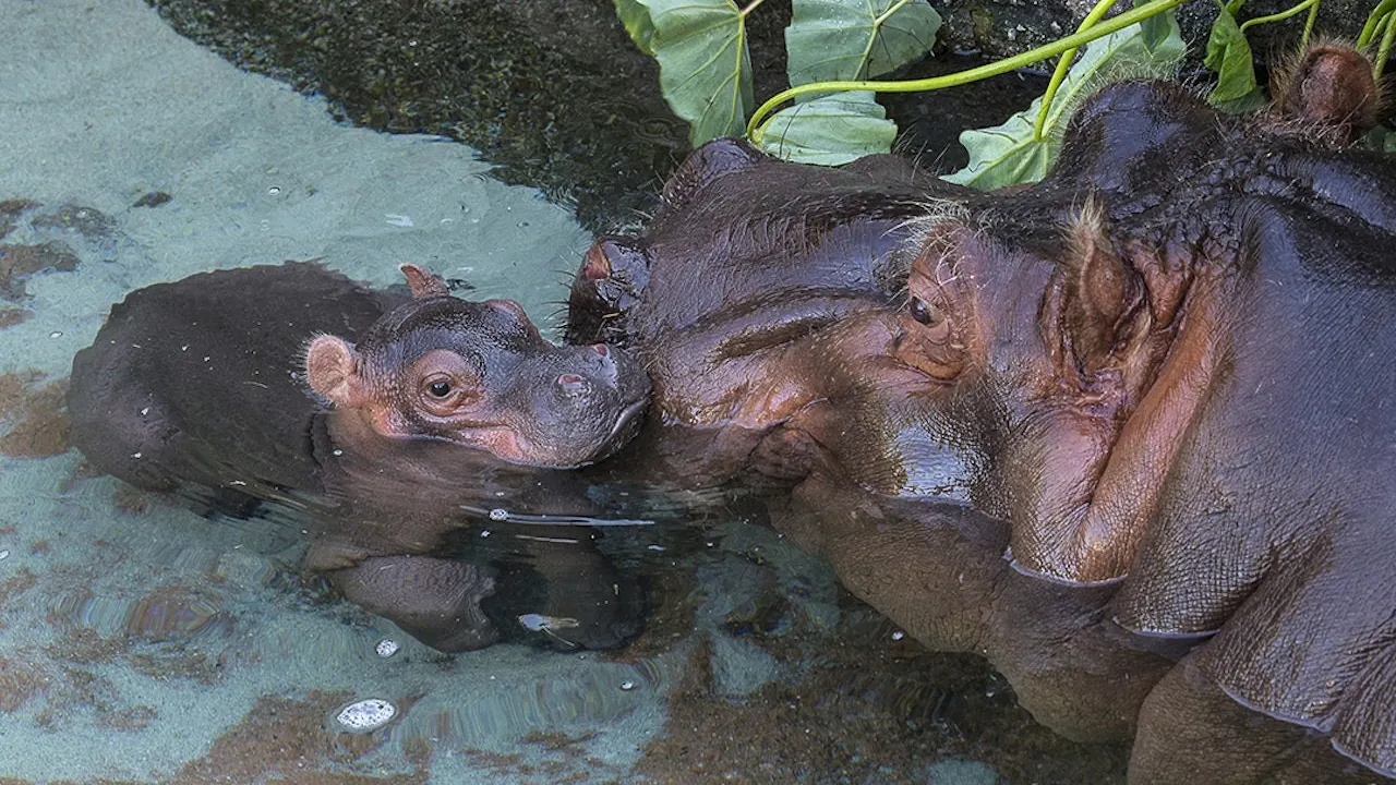 San Diego Zoo Ticket Price