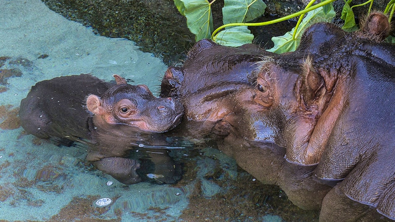 San Diego Zoo Ticket Price