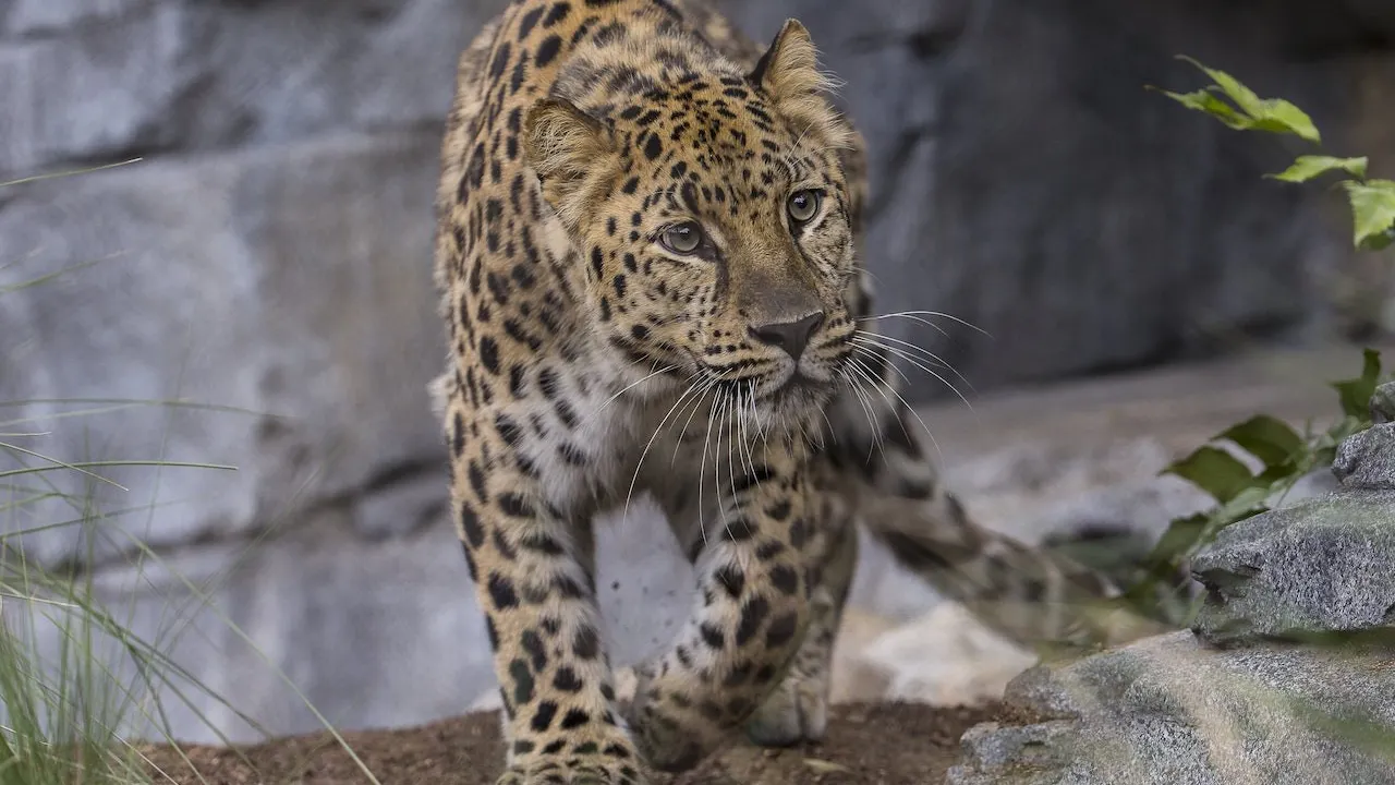 San Diego Zoo Ticket Thrillark