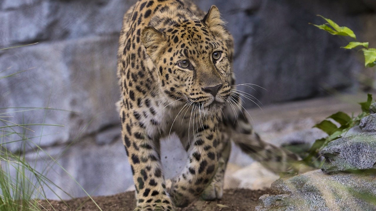 San Diego Zoo Ticket Thrillark