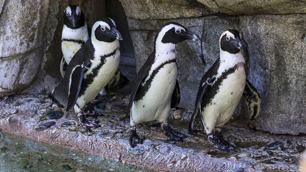 San Diego Zoo Ticket