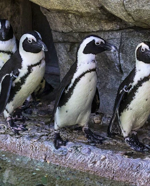 San Diego Zoo Ticket