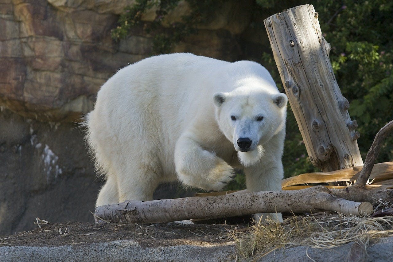 San Diego Zoo Ticket 