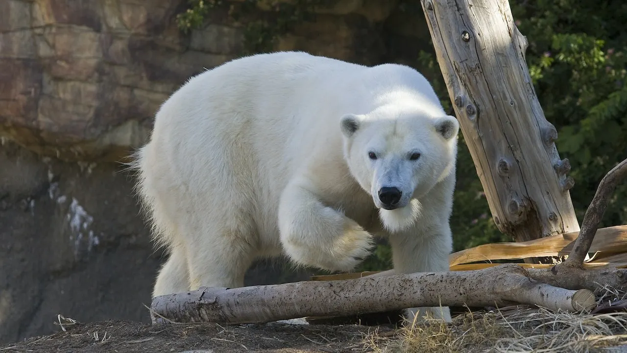 San Diego Zoo Ticket