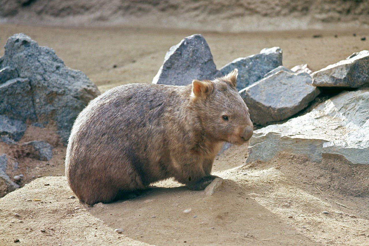 San Diego Zoo Ticket Review