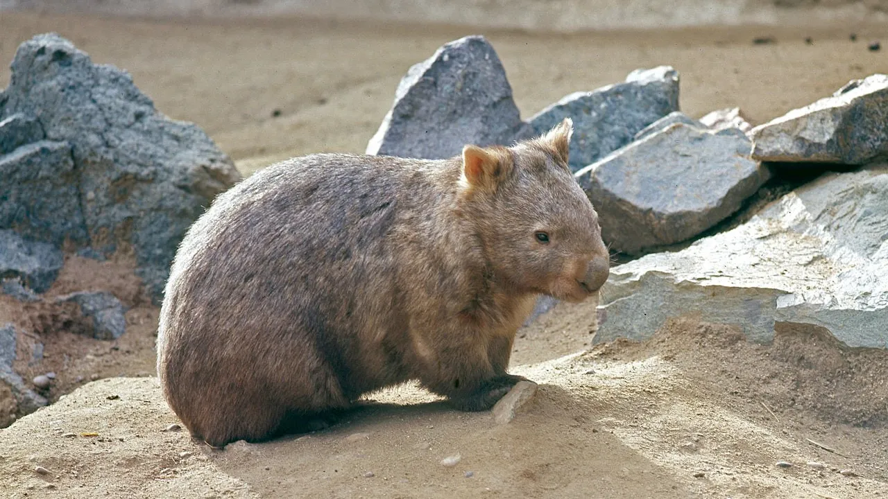 San Diego Zoo Ticket Review