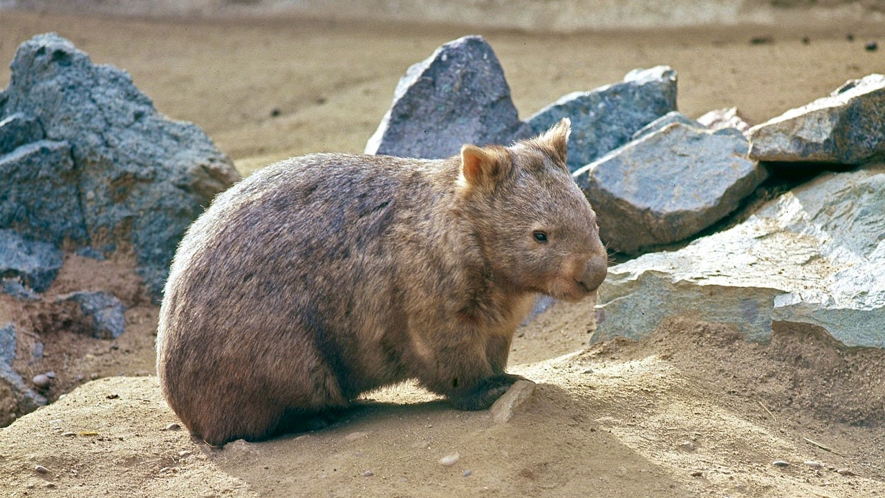 San Diego Zoo Ticket Review