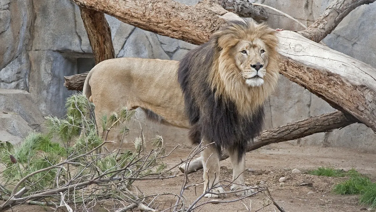 San Diego Zoo Ticket