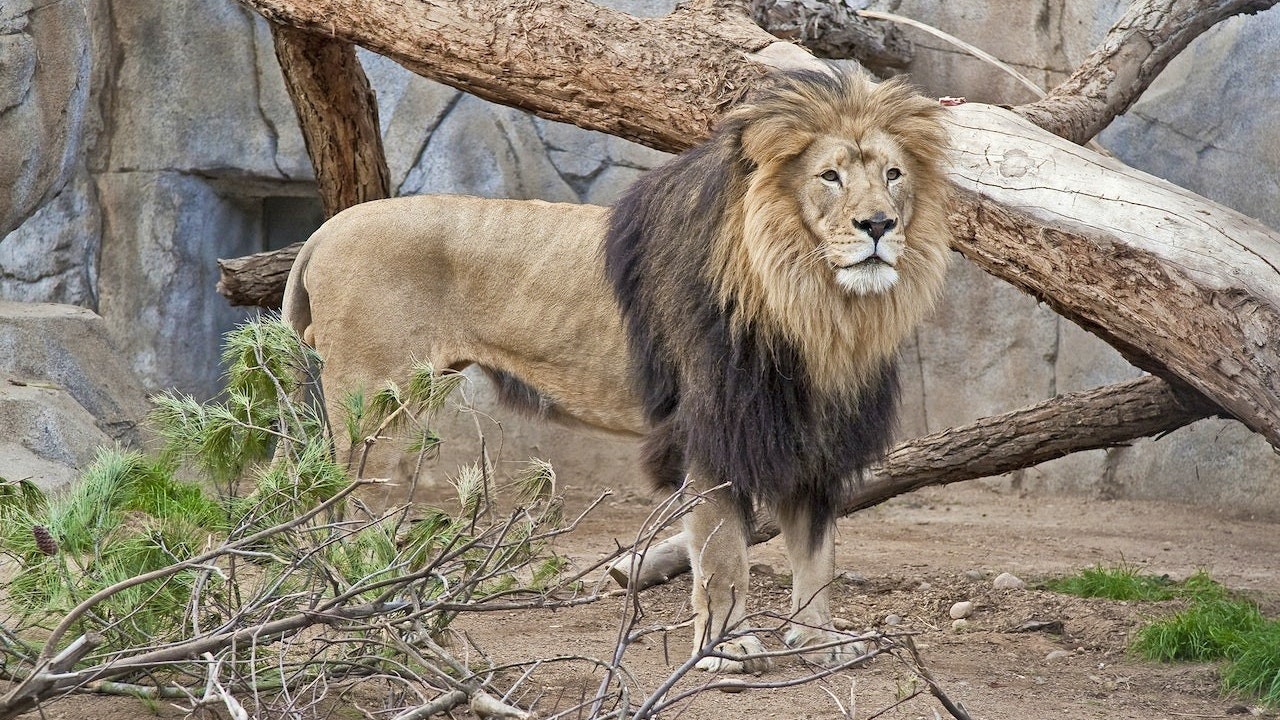 San Diego Zoo Ticket