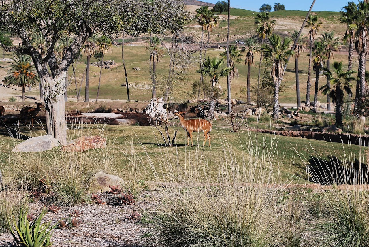 San Diego Zoo Safari Park Ticket Location