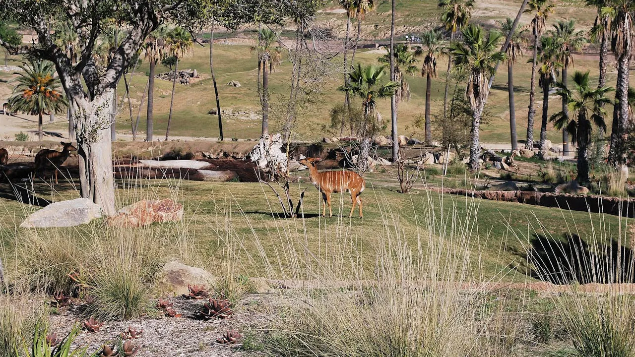 San Diego Zoo Safari Park Ticket Location