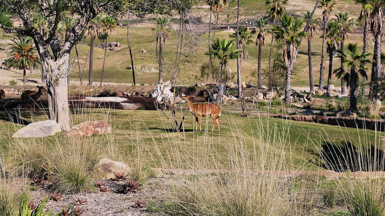 San Diego Zoo Safari Park Ticket Location