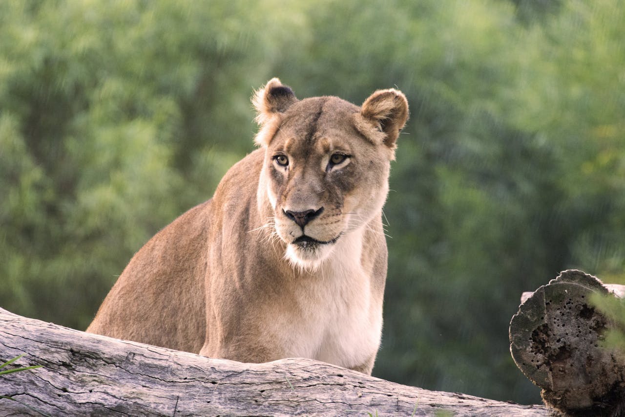 San Diego Zoo Safari Park Ticket Discount
