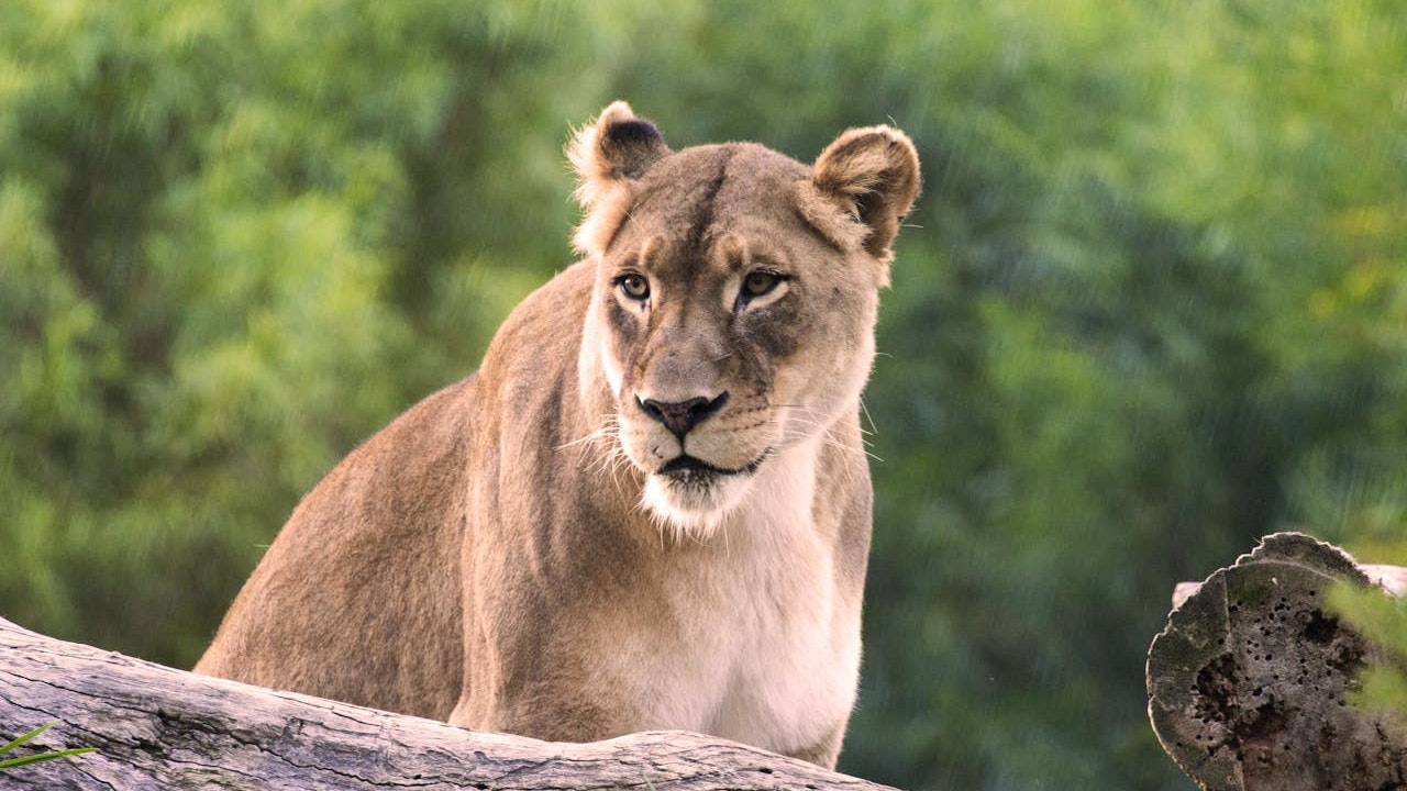 San Diego Zoo Safari Park Ticket Discount