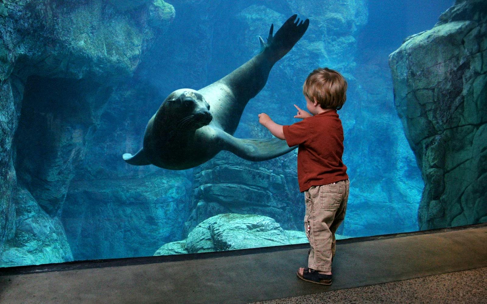 Aquarium of the Pacific Ticket Thrillark