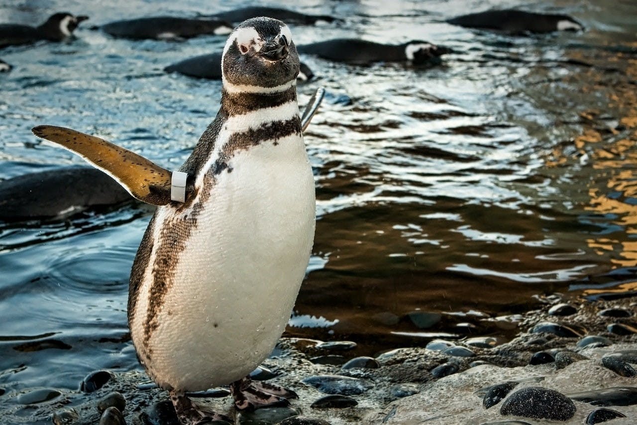 Skip The Line Ticket - Aquarium of the Pacific Discount
