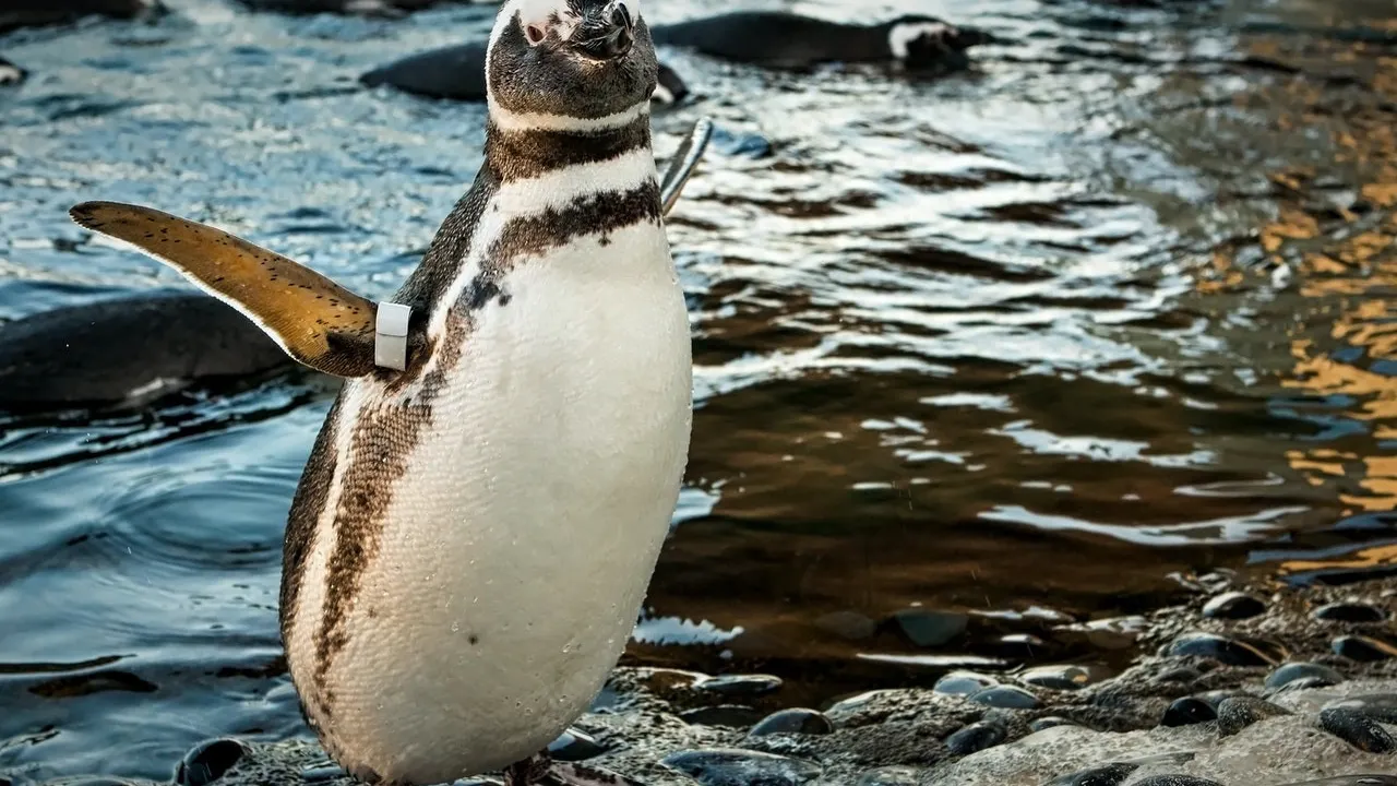 Skip The Line Ticket - Aquarium of the Pacific Discount