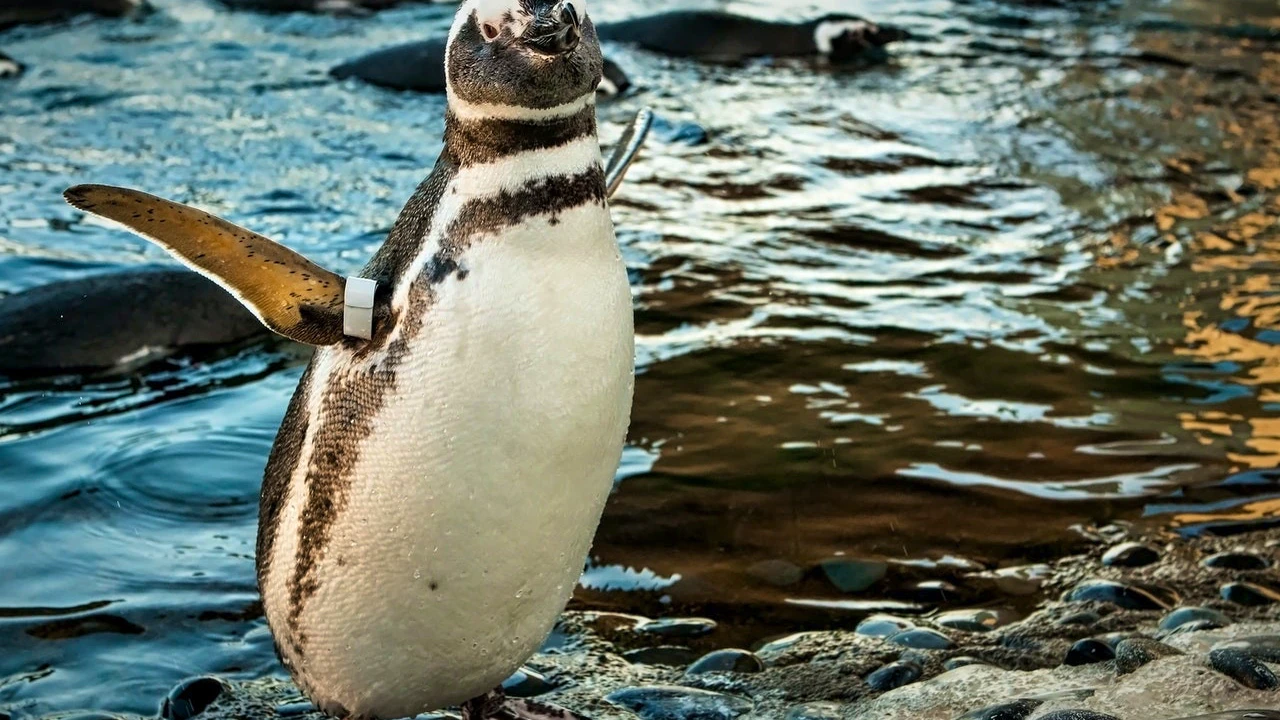 Skip The Line Ticket - Aquarium of the Pacific Discount