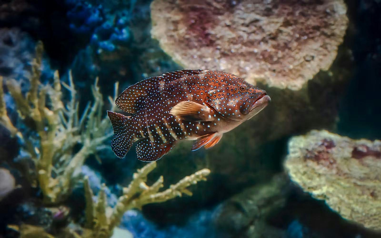 Aquarium of the Pacific Ticket Location