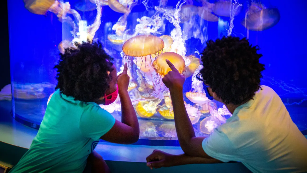 Skip The Line Ticket - Aquarium of the Pacific