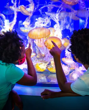 Skip The Line Ticket - Aquarium of the Pacific Ticket
