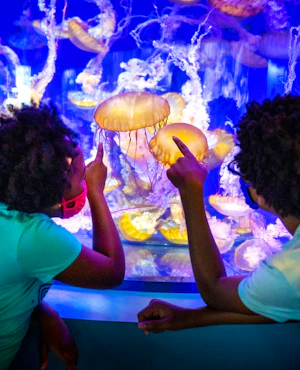 Aquarium of the Pacific Ticket