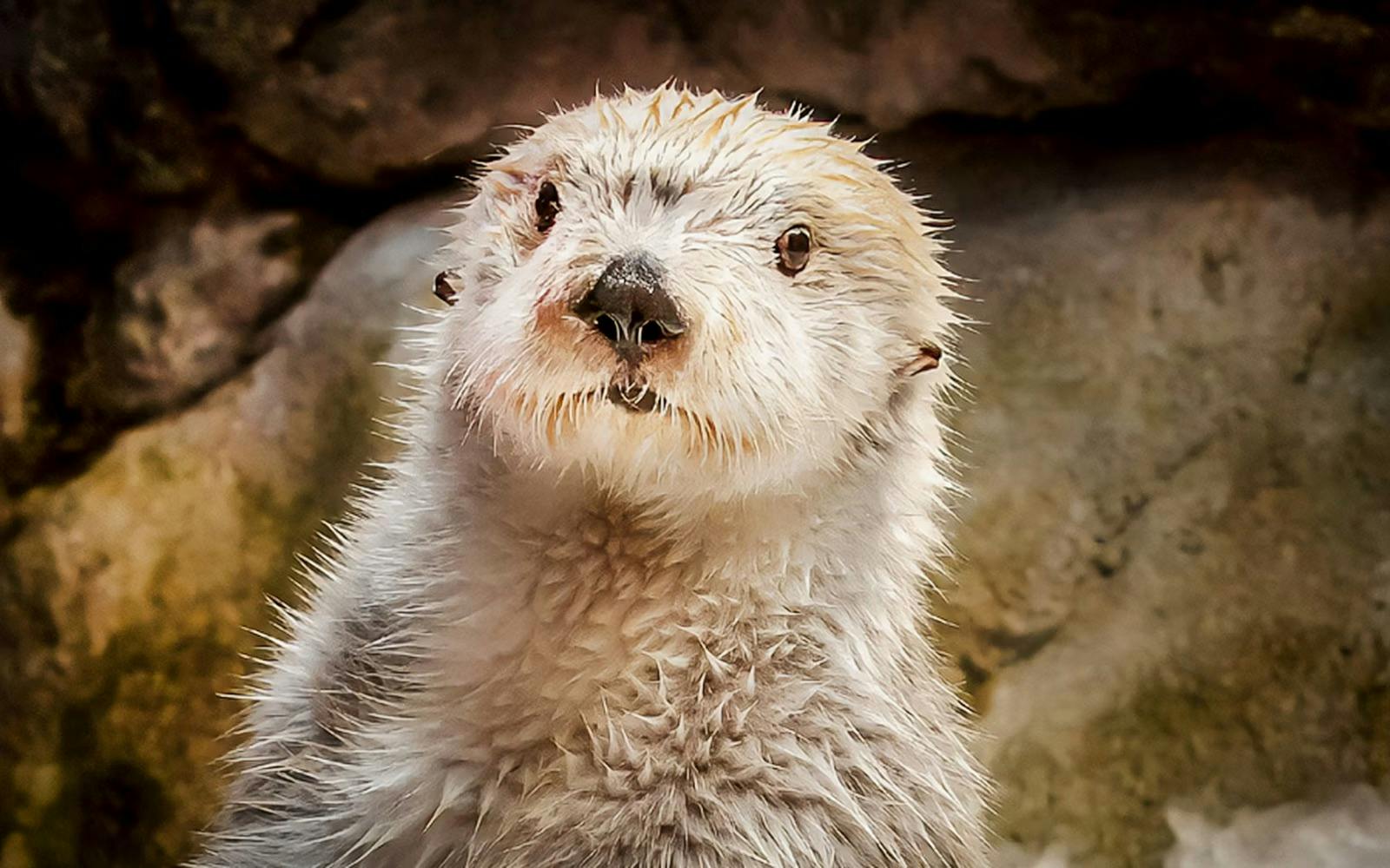 Aquarium of the Pacific Ticket Discount