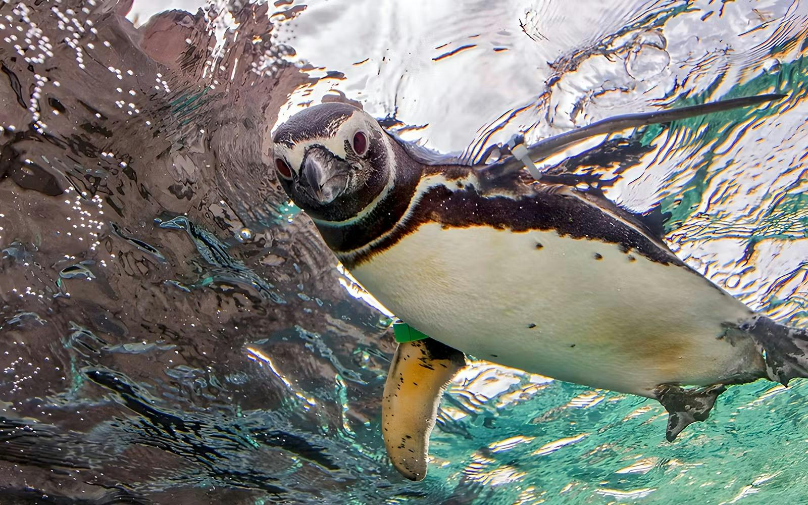 Aquarium of the Pacific Ticket Category