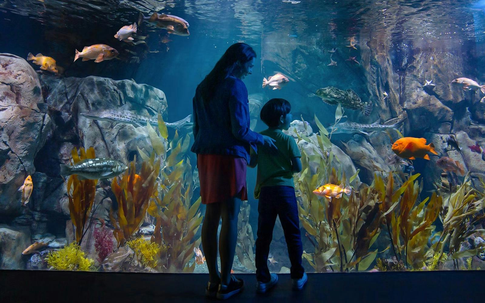 Aquarium of the Pacific Ticket Review