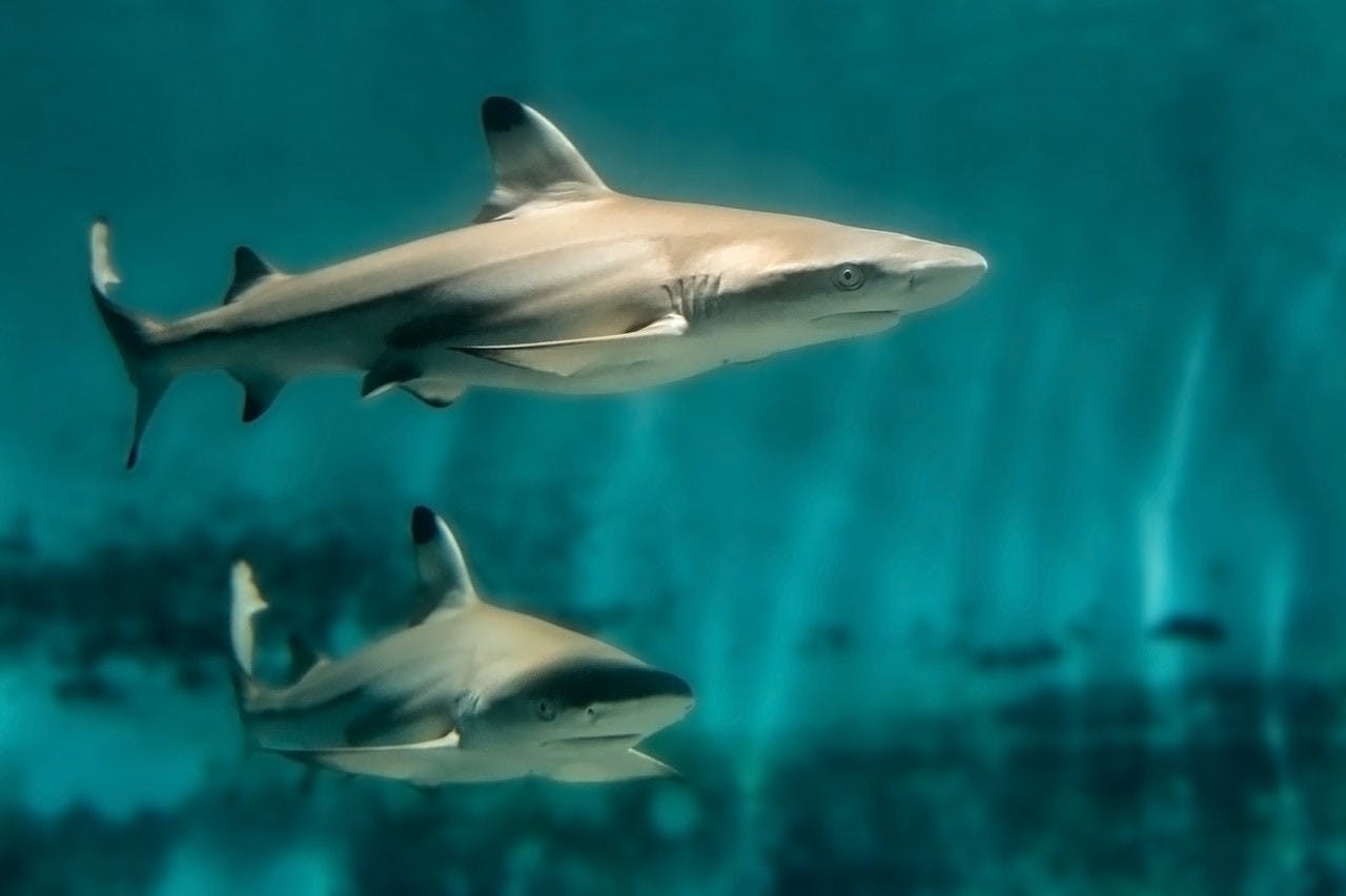 Skip The Line Ticket - Aquarium of the Pacific Location