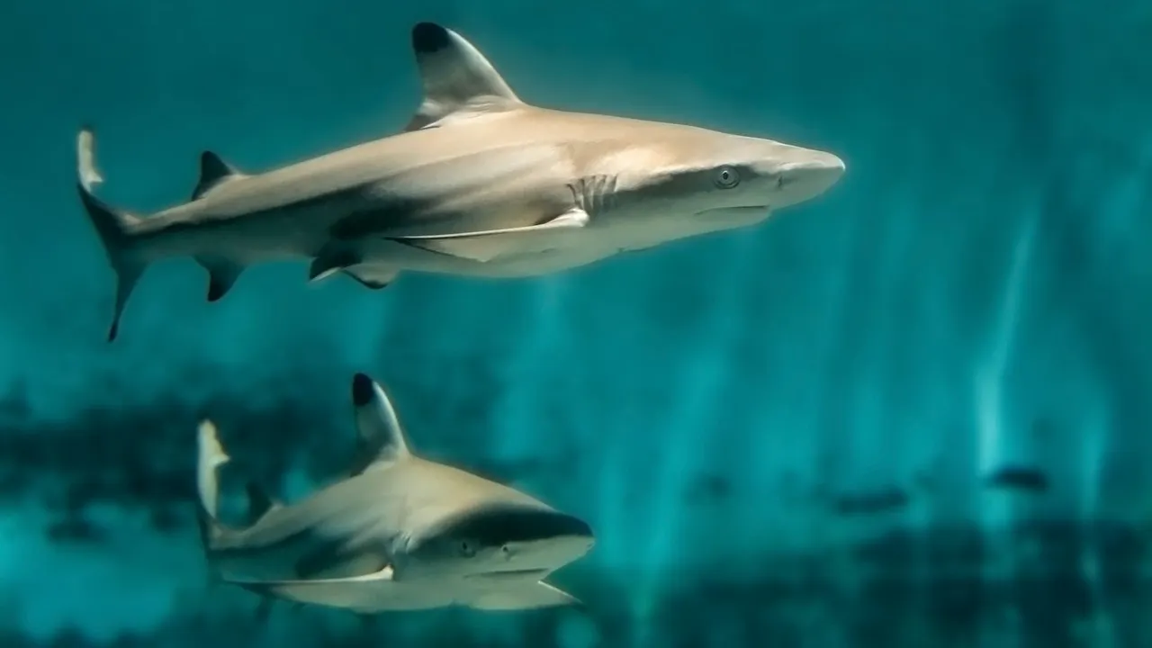 Skip The Line Ticket - Aquarium of the Pacific Location