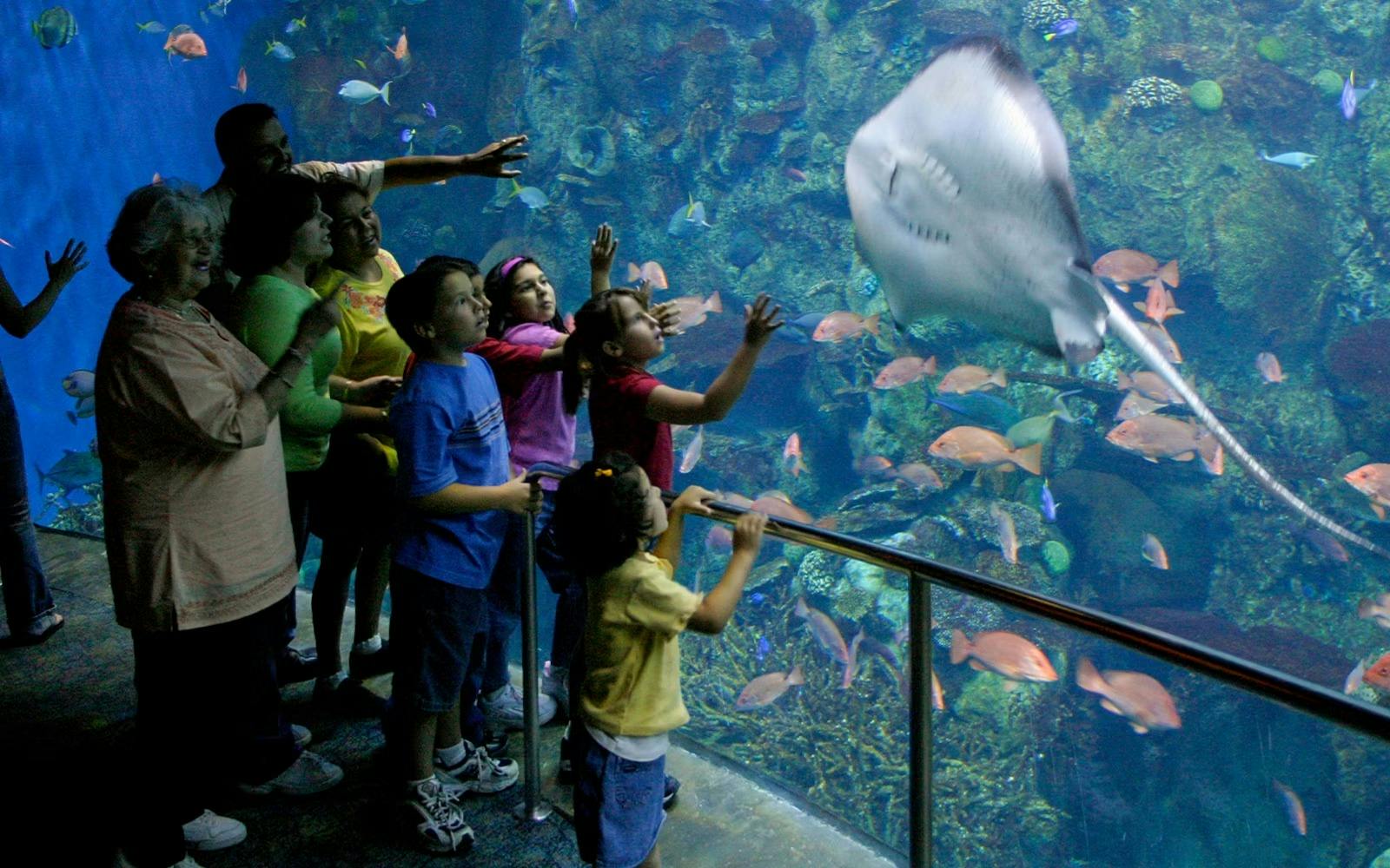 Aquarium of the Pacific Ticket 