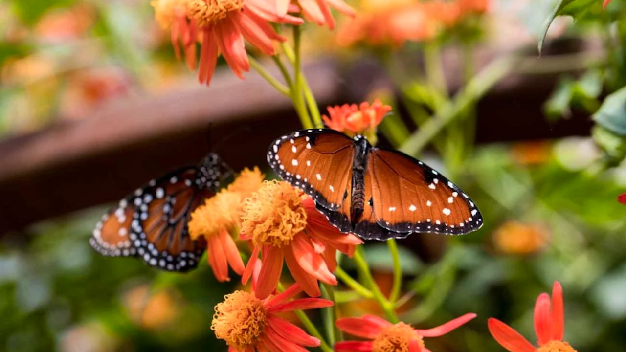 Natural History Museum of Los Angeles County Ticket Discount