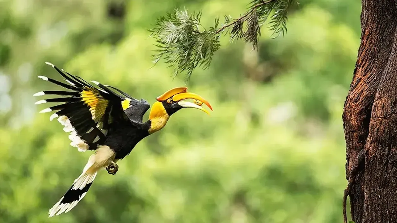 Penang Bird Park Ticket Thrillark
