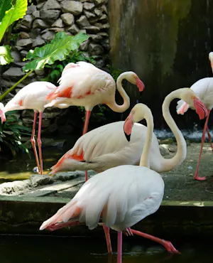 Penang Bird Park Ticket