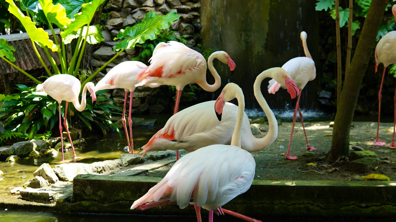 Penang Bird Park Ticket