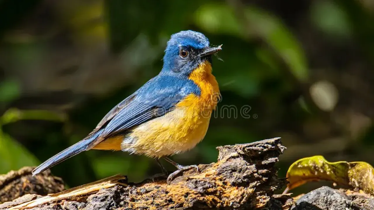 Penang Bird Park Ticket Location