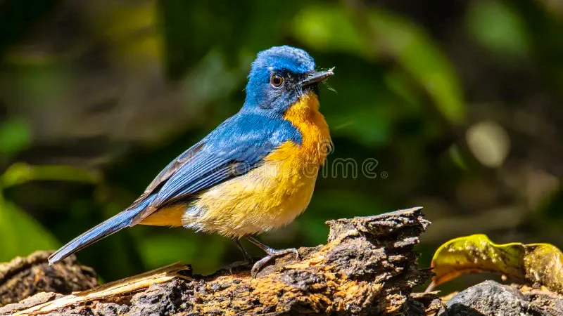 Penang Bird Park Ticket Location
