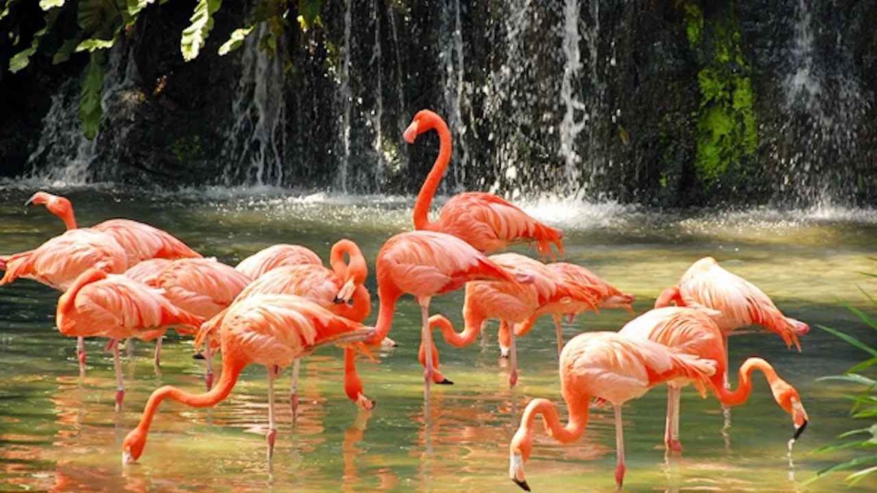 Penang Bird Park Ticket Category