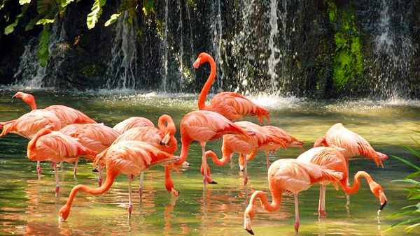 Penang Bird Park Ticket Category