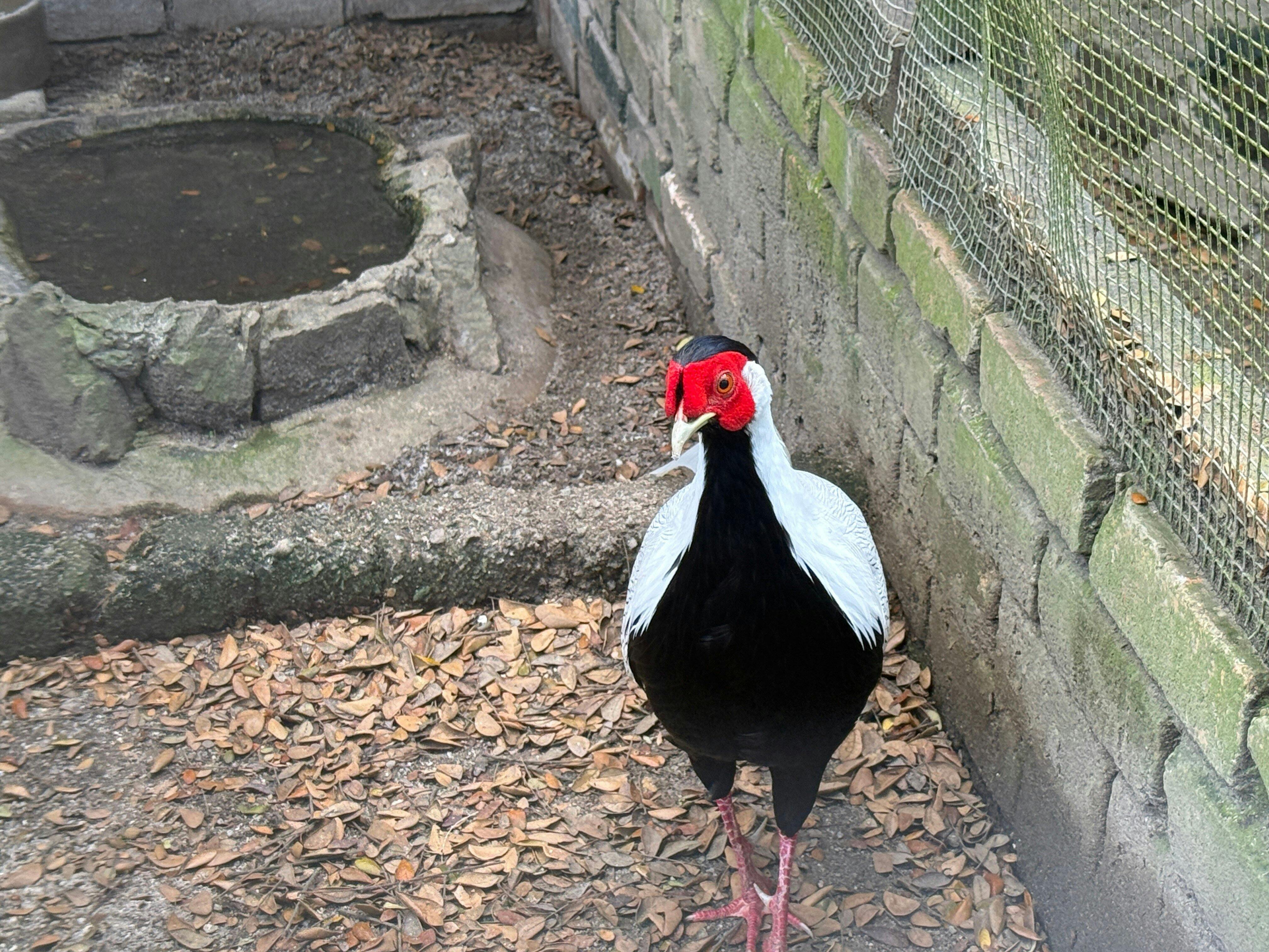 Penang Bird Park Ticket Category