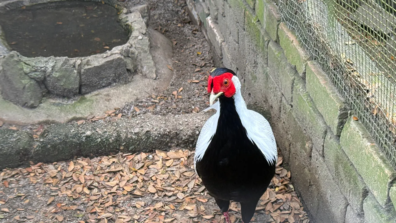 Penang Bird Park Ticket Category