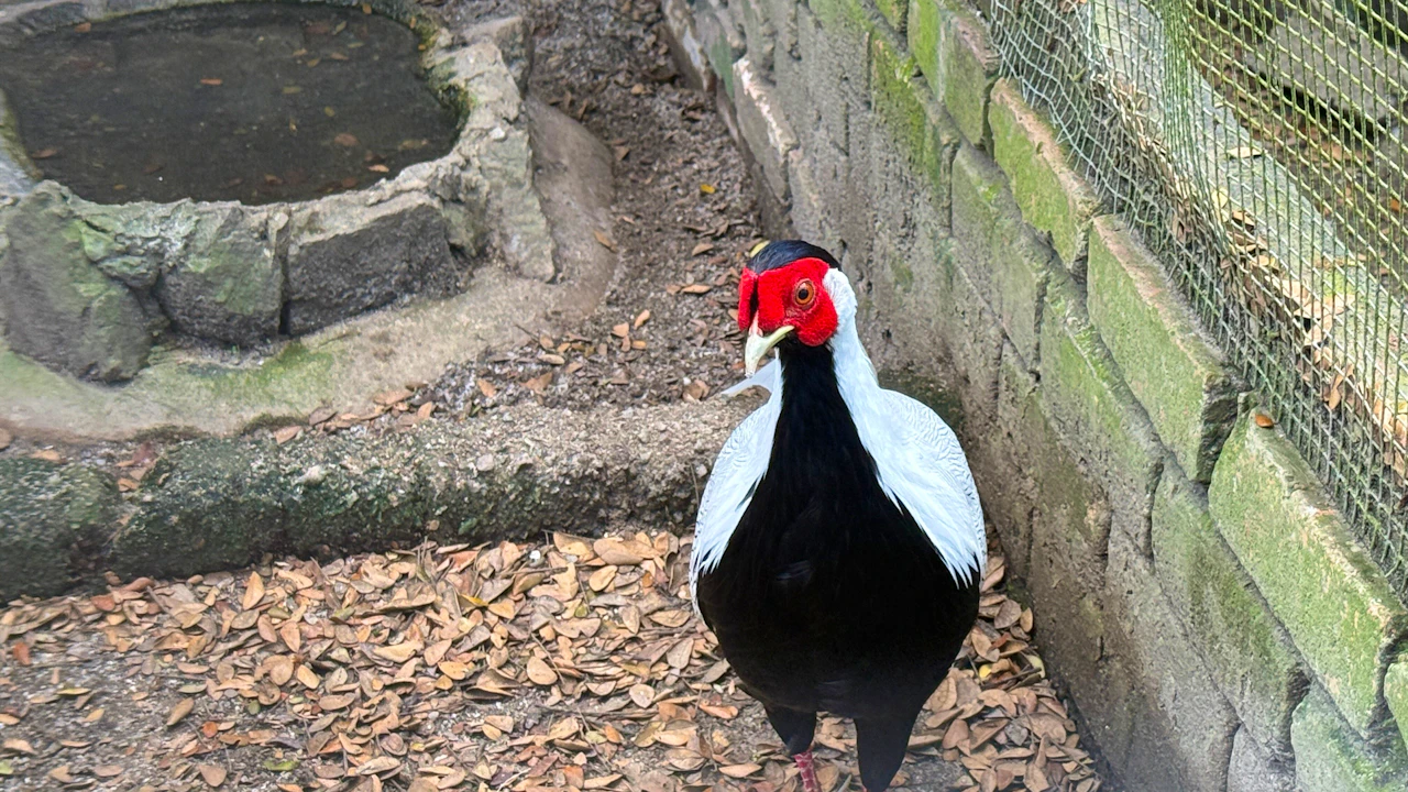 Penang Bird Park Ticket Category