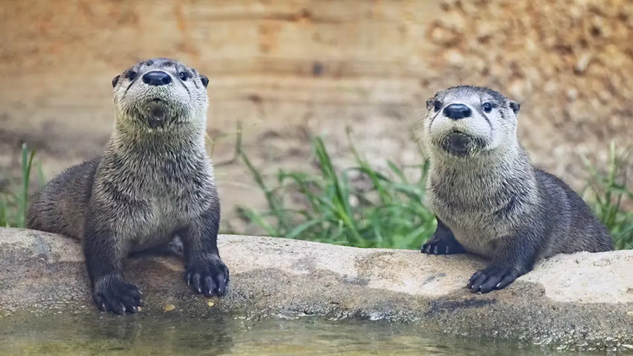 Zoo Miami Ticket Thrillark