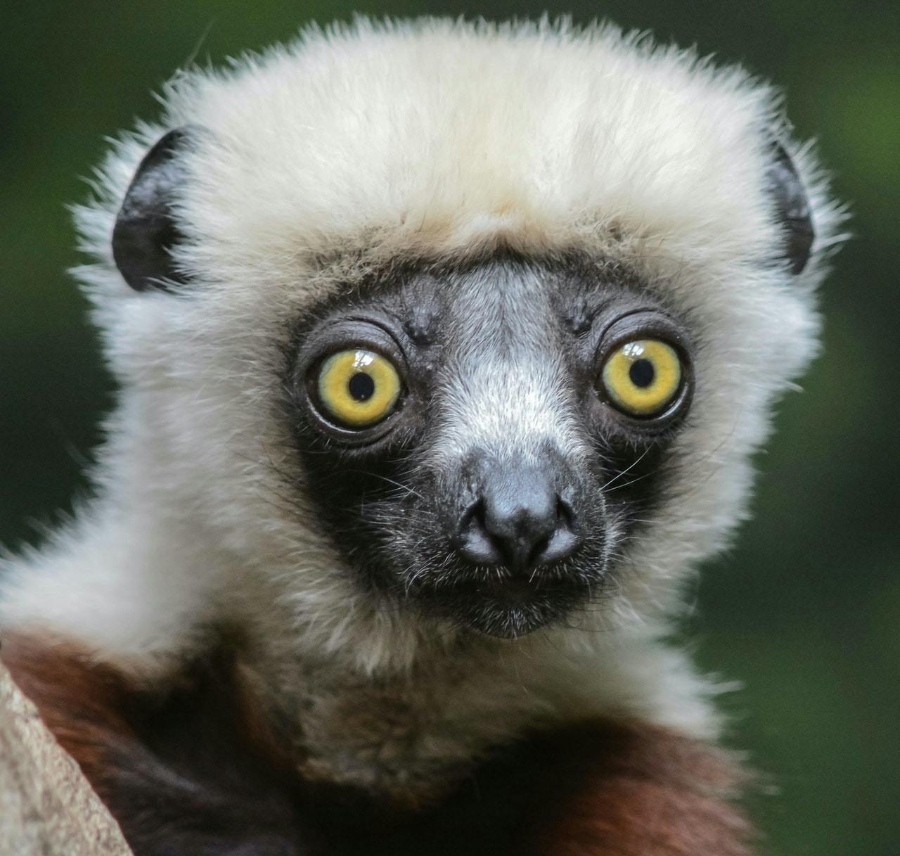 Bronx Zoo Ticket Location