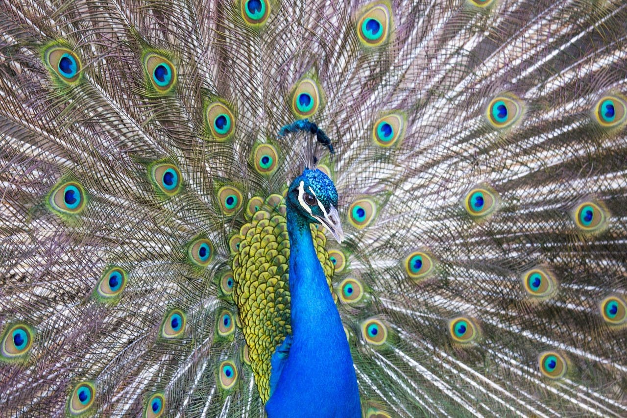 Bronx Zoo Ticket Thrillark